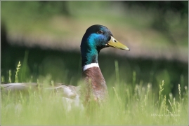 <p>KACHNA DIVOKÁ (Anas platyrhynchos) /Mallard - Stockente/</p>